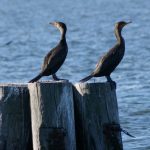 cormorantsperchingonpilings_orig
